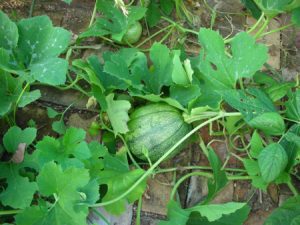 Tatuma Squash, Calabacita