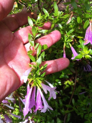 enchilada is made with Texas Mexican oregano,(poliomintha longiflora) instead of Mexican oregano, (lippia graveolens).