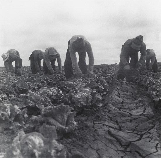 Iceberg lettuce pickers sought to form a union in 1970s