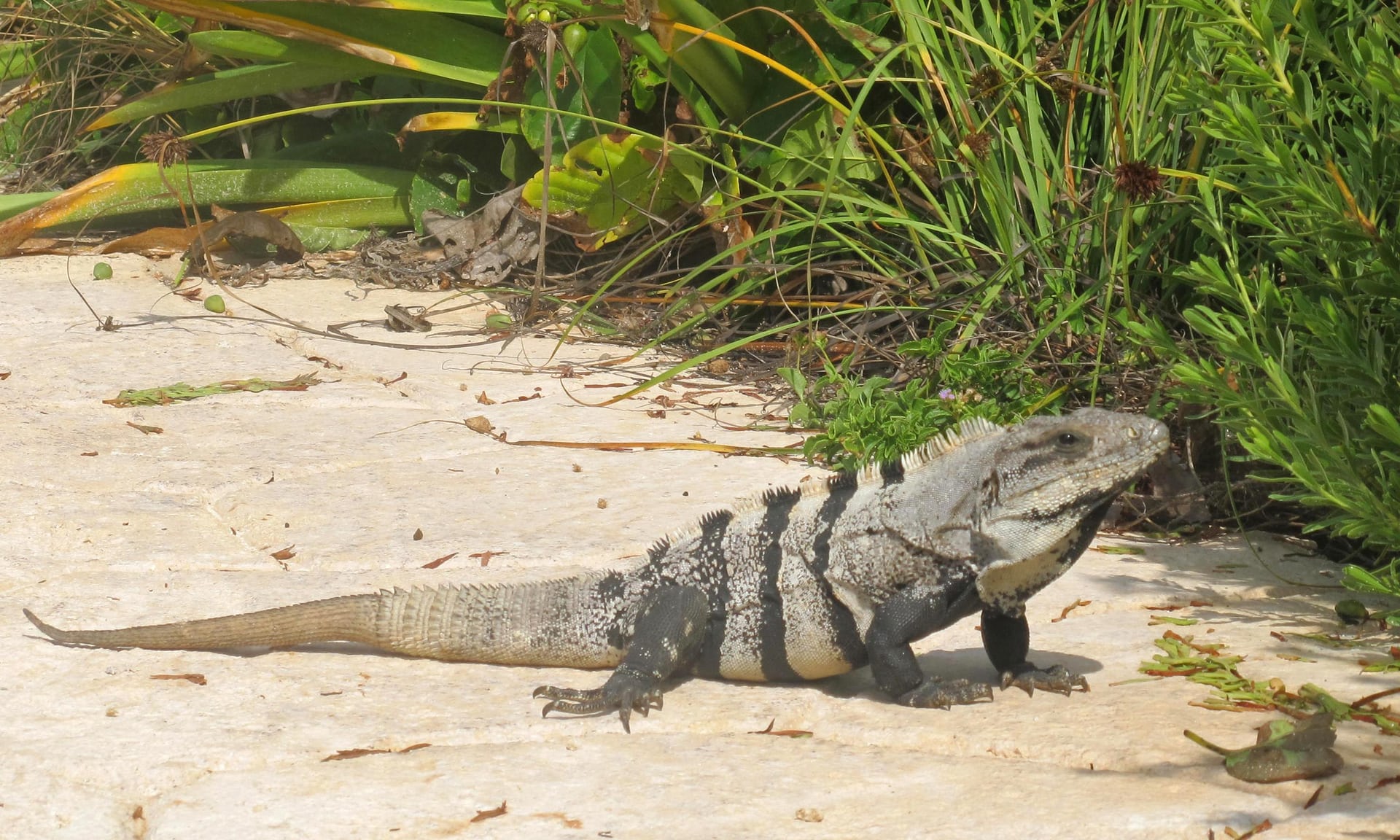 Pinto beans do not complement the Iguana of Mexico, which is endangered and must be protected.