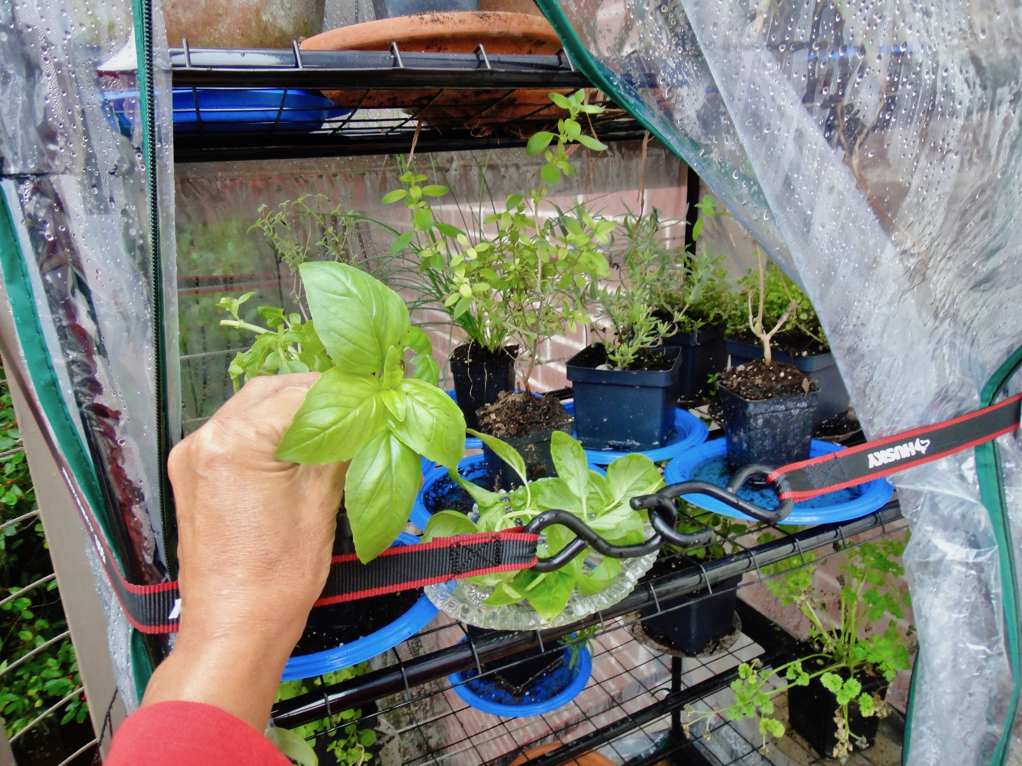 basil bruscheta starts with organic basil leaves