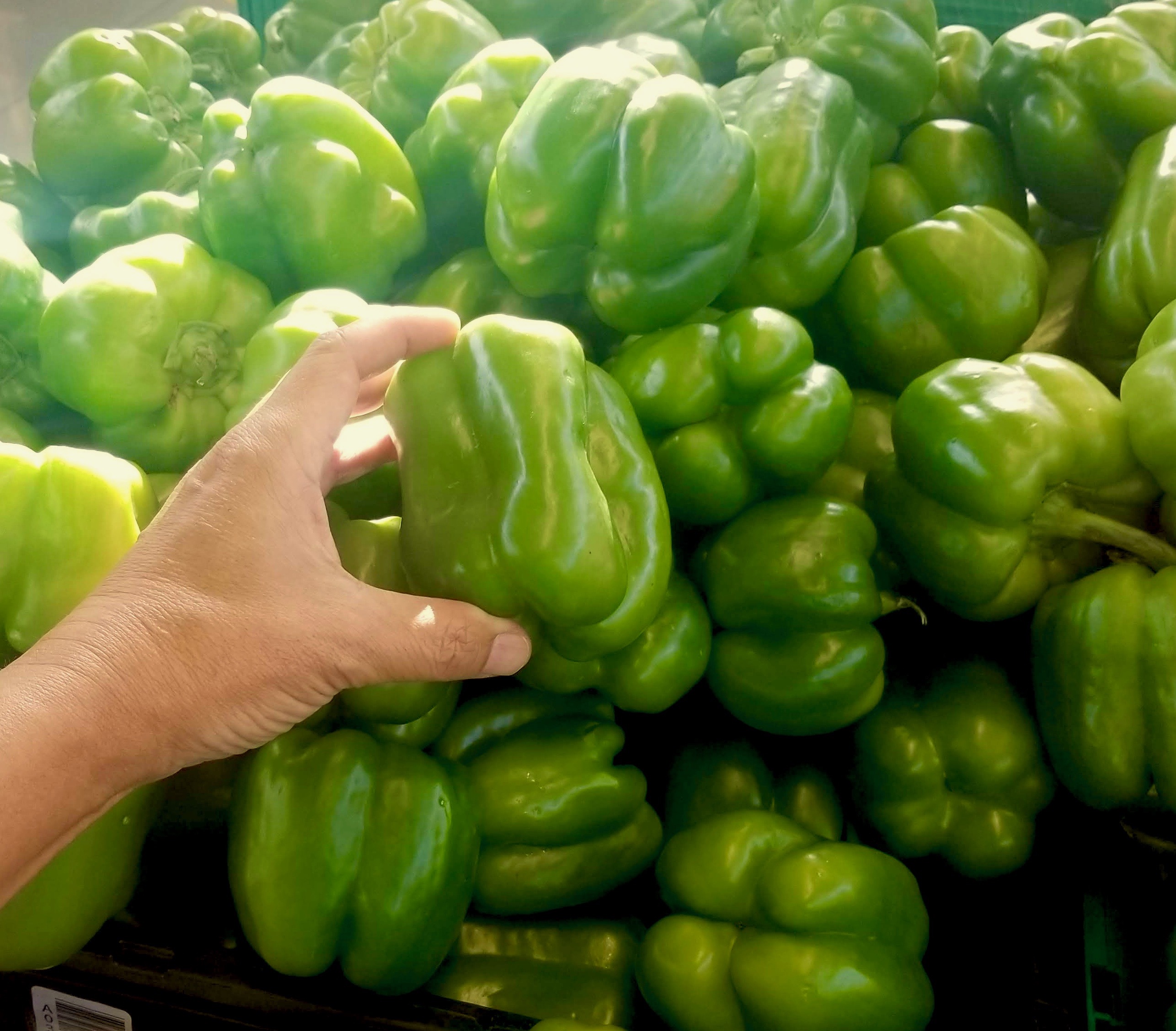 Bell Pepper, Chile Dulce