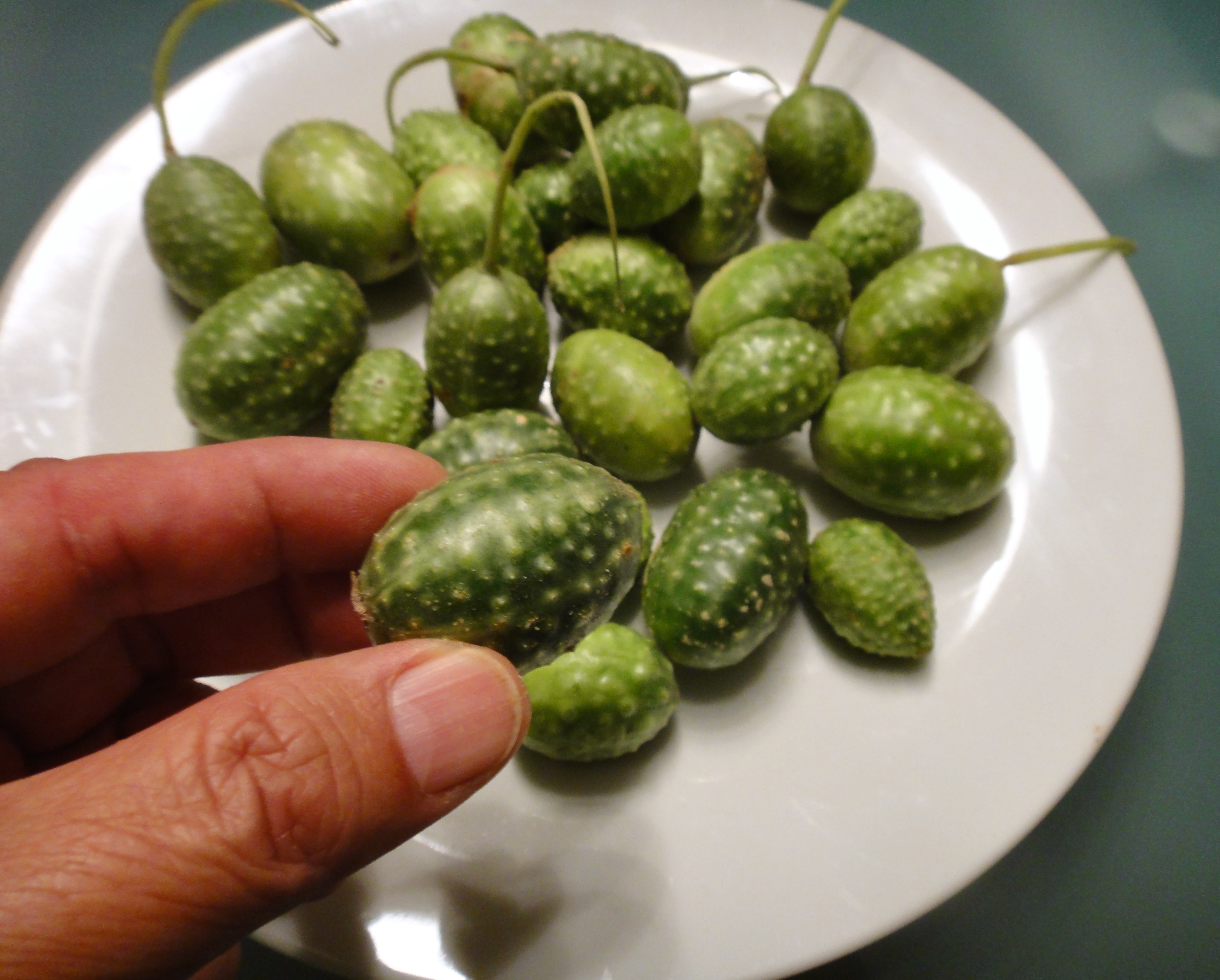 Pepinos Del Monte, Mexican sour gherkins, look like lilliputian watermelons