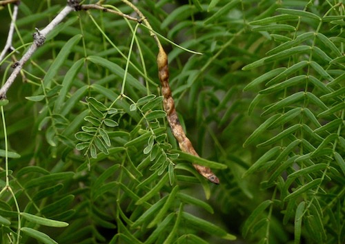 Mesquite Bean Pod