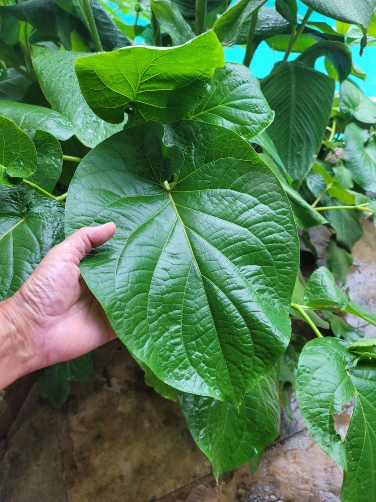 Hoja Santa Leaf