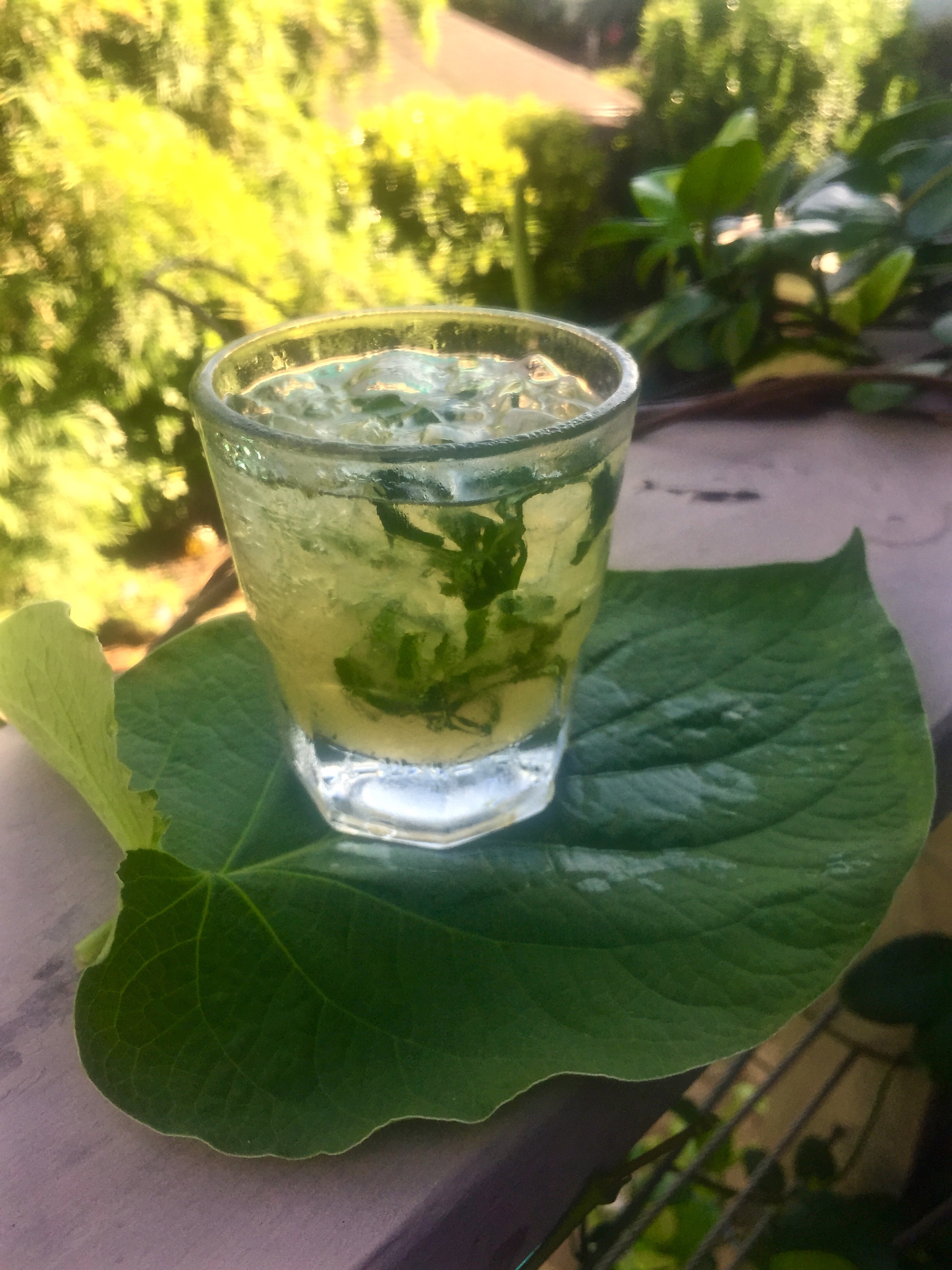 “Hojita”  — Mezcal & Hoja Santa Cocktail