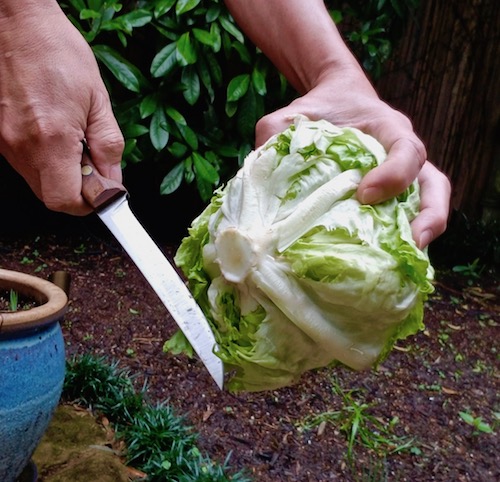 Lettuce Wedge Salad Starts With Farmworkers