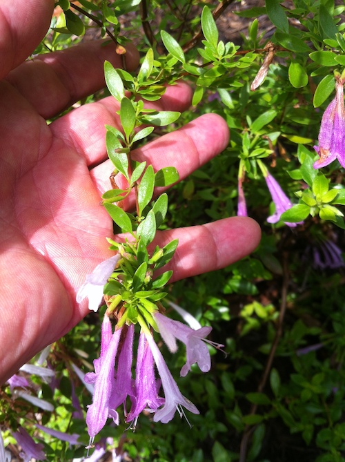 The Hidden Complexity of Mexican Oregano: From South Texas to Southern Mexico